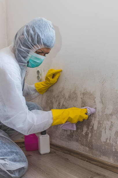 Glassboro, NJ Mold Removal Company